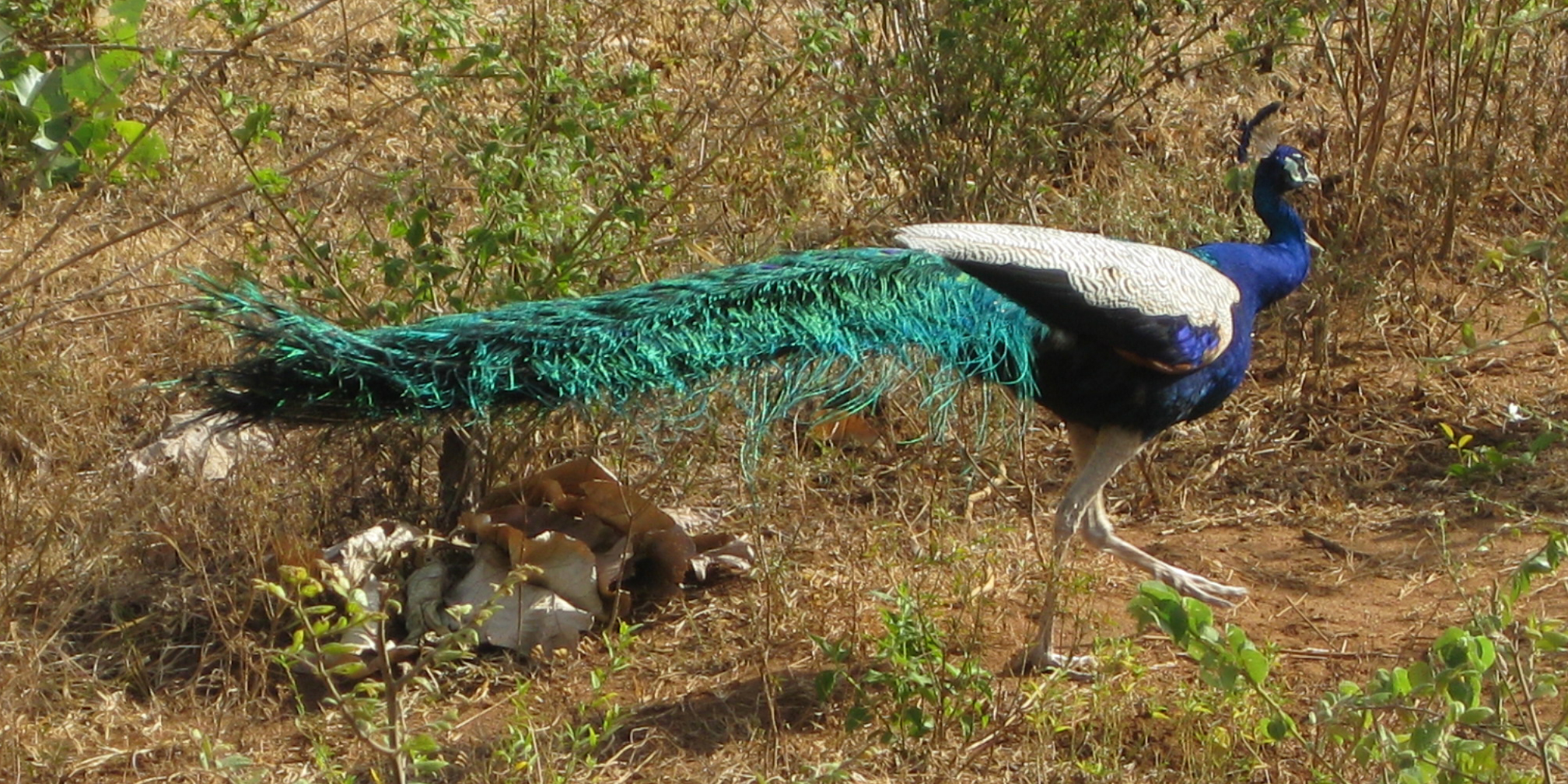 Sri Lanka Photo