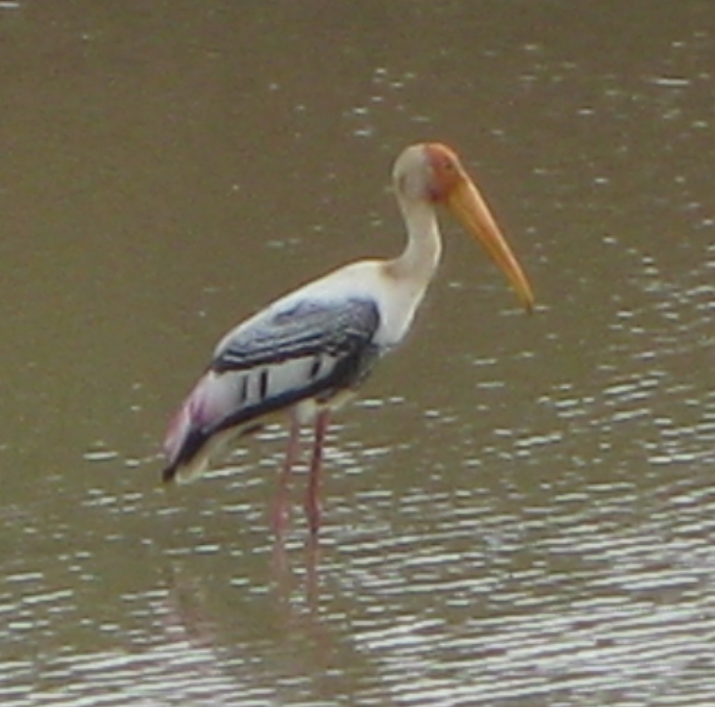 Sri Lanka Photo