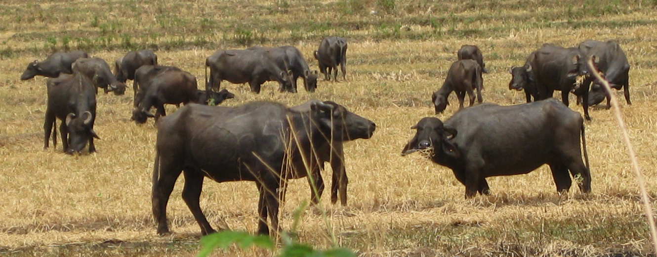 Sri Lanka Photo