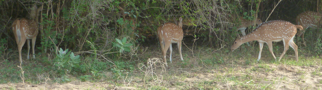 Sri Lanka Photo