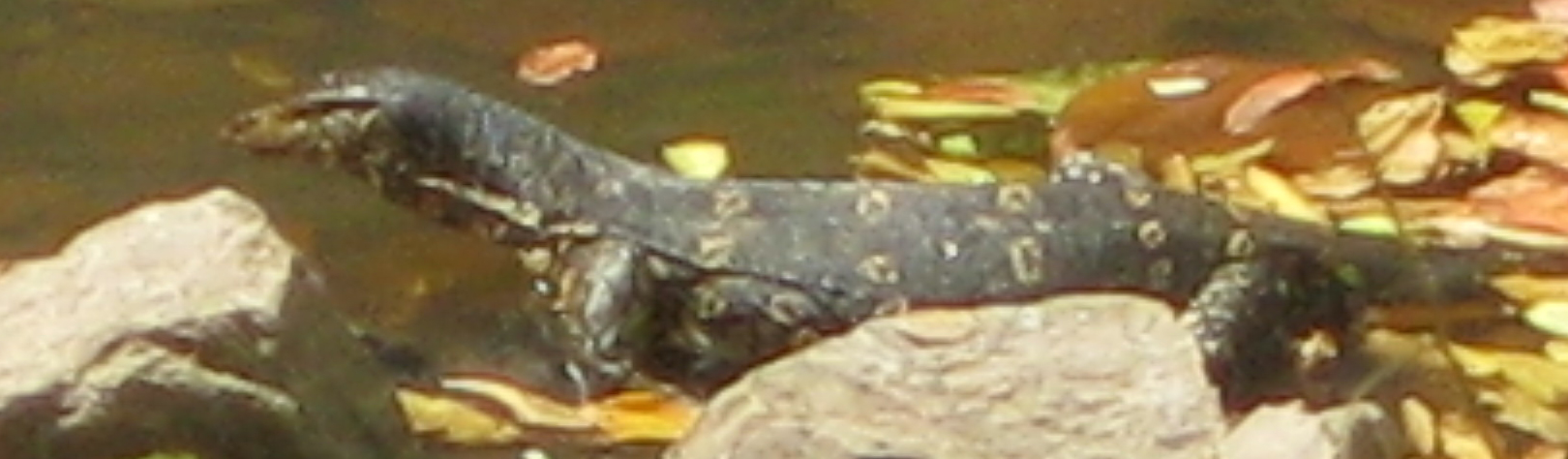 Sri Lanka Photo