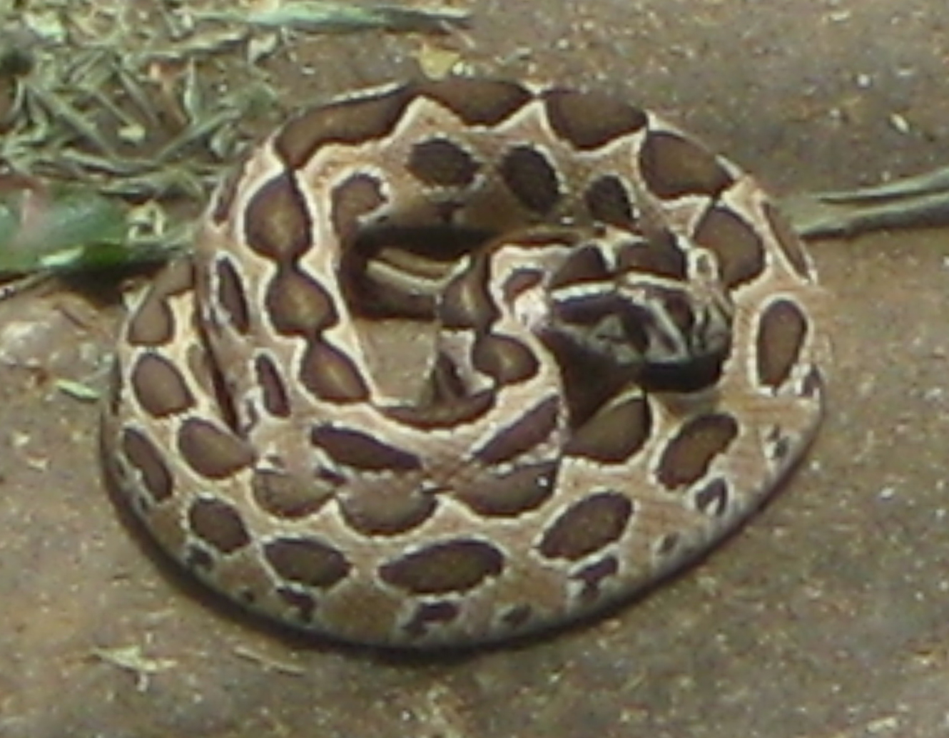 Sri Lanka Photo