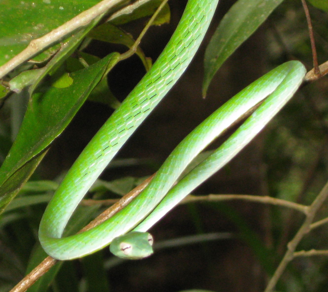 Sri Lanka Photo