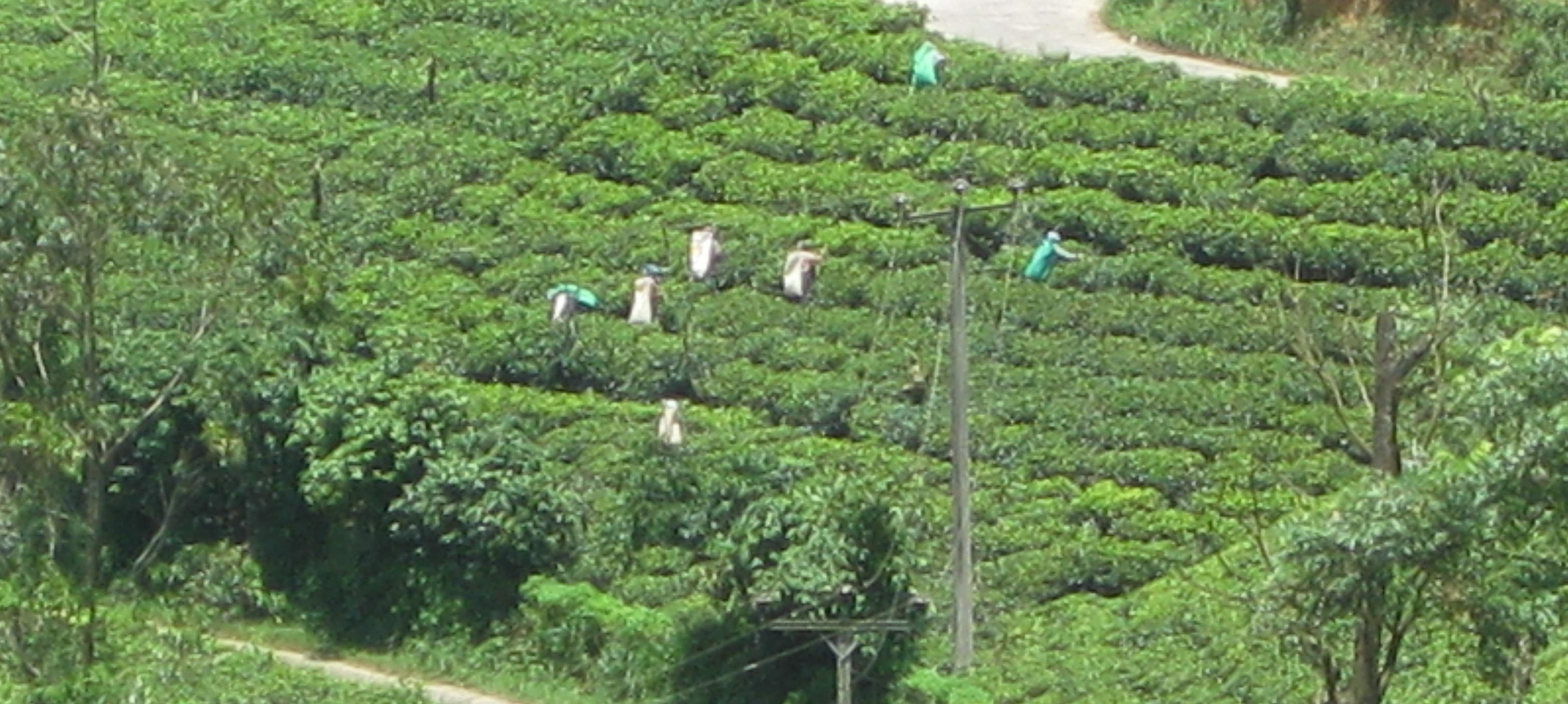 Sri Lanka Photo
